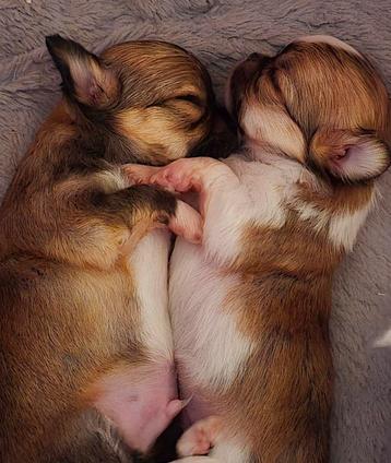Chihuahua pup beschikbaar voor biedingen