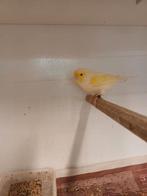 Gele mozaiëk man 25', Dieren en Toebehoren