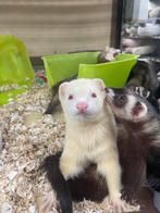 fretten, Dieren en Toebehoren, Juni, Vrouwelijk