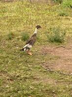 Loopeenden vrouwtjes, Dieren en Toebehoren