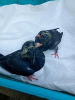 Duiven, Dieren en Toebehoren