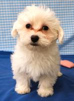 Super leuke Maltezer pup!, Maltezer, 15 weken tot 1 jaar, Reu, Buitenland