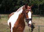 Super gave bonte E pony ruin, Dieren en Toebehoren, Pony's, E pony (1.48m - 1.57m), Ruin, Dressuurpony, Zadelmak