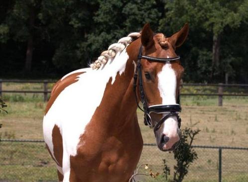 Super gave bonte E pony ruin, Dieren en Toebehoren, Pony's, Ruin, Zadelmak, E pony (1.48m - 1.57m), Dressuurpony, 3 tot 6 jaar
