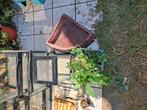 Kleine terrariums, Dieren en Toebehoren, Ophalen