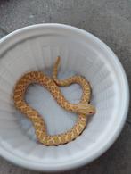 Haakneus albino het ax.  x.x nakweek 2024, Dieren en Toebehoren, Reptielen en Amfibieën