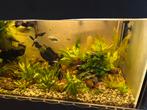 Aquarium 1000 liter + techniek/accessoires, Dieren en Toebehoren, Vissen | Aquaria en Toebehoren, Ophalen, Gebruikt