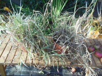 Siergras wit/groen -  2 planten - 1 €/st.  beschikbaar voor biedingen