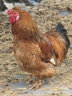 Gratis krielhaantjes, Dieren en Toebehoren, Pluimvee, Mannelijk, Kip