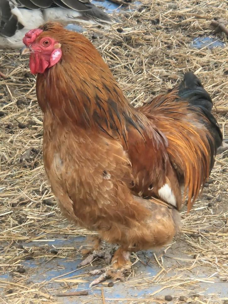 Gratis krielhaantjes, Dieren en Toebehoren, Pluimvee, Kip, Mannelijk