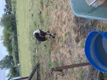 Mooie baggerbonte ram, Mannelijk, Schaap, 0 tot 2 jaar