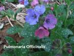 Pulmonaria officinalis of longkruid, Printemps, Enlèvement, Mi-ombre, Plante fixe