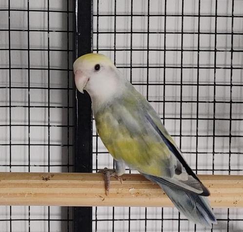 Dwergpapegaai Roseicolle, Dieren en Toebehoren, Vogels | Parkieten en Papegaaien, Dwergpapegaai of Agapornis, Geslacht onbekend