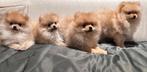 4 puppies pomeriaan/dwergkees, België, Particulier, Overige rassen, 8 tot 15 weken