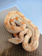Boa Bci  :  Albino RLT-IMG het Anery 2025 Mannetje, Dieren en Toebehoren, Slang, Tam, 0 tot 2 jaar