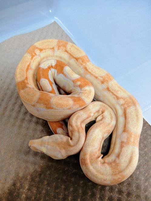 Boa Bci  :  Albino RLT-IMG het Anery 2025 Mannetje, Dieren en Toebehoren, Reptielen en Amfibieën, Slang, 0 tot 2 jaar, Tam