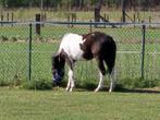 Pinto's, Dieren en Toebehoren, Gechipt, Minder dan 160 cm, Zadelmak, 3 tot 6 jaar
