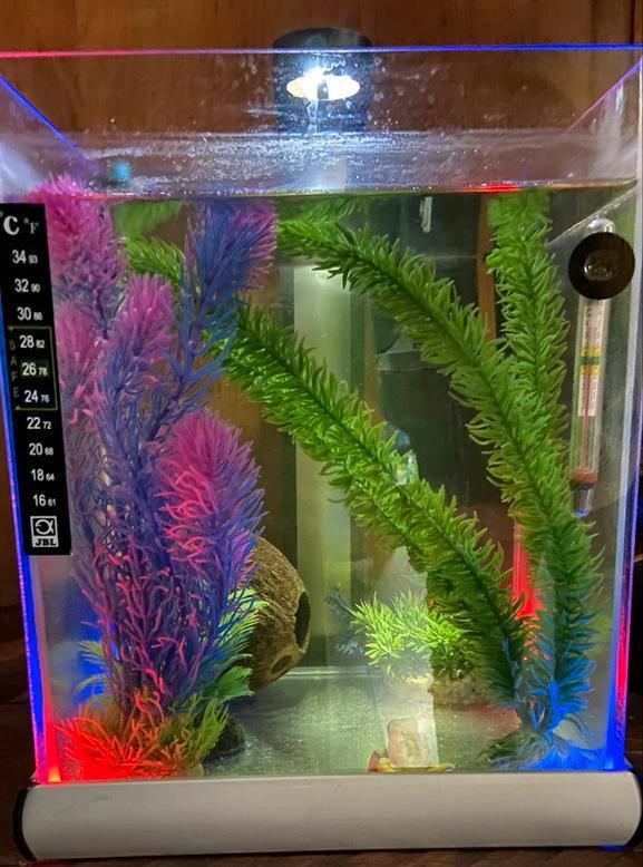 Aquarium avec tous le nécessaire à Vendre, Dieren en Toebehoren, Vissen | Aquaria en Toebehoren, Zo goed als nieuw, Ophalen