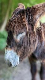 Spaanse rasezel - reuzenezel, Dieren en Toebehoren