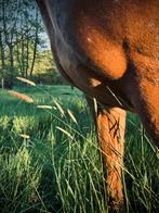 Verzorger / bijrijder gezocht, Dieren en Toebehoren