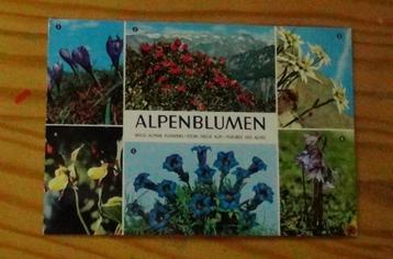 Postkaart met opgekleefde bloem of beeld Alpenbloemen beschikbaar voor biedingen
