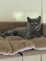 Brits korthaar poesje ️, Dieren en Toebehoren, Poes, Gechipt, 0 tot 2 jaar