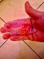 aulonocara dragon red, Dieren en Toebehoren, Vissen | Aquariumvissen, Vis
