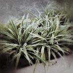 Graslelie  20 stuks   7,5 euro per stuk, Tuin en Terras, Ophalen