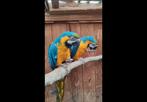 Couple ara ararauna  12 ans, Animaux & Accessoires
