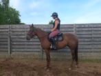 Leuke merie, Zadelmak