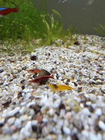 Garnalen neocaridina rood en geel beschikbaar voor biedingen