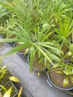 Trachycarpus fortunei palmbomen, Tuin en Terras, Planten | Tuinplanten, Ophalen