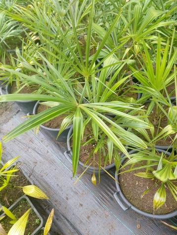 Trachycarpus fortunei palmbomen (te koop/te ruil) beschikbaar voor biedingen