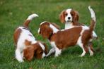Cavalier King Charles Spaniël pups te koop - blenheim, 15 weken tot 1 jaar, Buitenland, CDV (hondenziekte), Meerdere