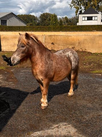 Shetlander ruin beschikbaar voor biedingen