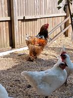Super Mooie Brahma hanen, Dieren en Toebehoren, Pluimvee, Mannelijk, Kip