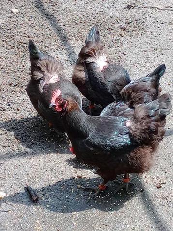 MARANS HENNEN beschikbaar voor biedingen