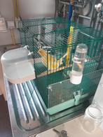 Gezocht, Dieren en Toebehoren, Vermiste en Gevonden Dieren, Vogel