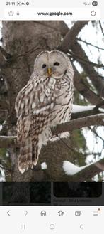 Strix uralensis, Dieren en Toebehoren, Vogels | Overige Vogels, Meerdere dieren, Roofvogel, Geringd