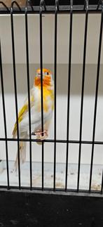 Major XL isabelpastel witkop, Dieren en Toebehoren, Mannelijk, Wildzangvogel, Geringd