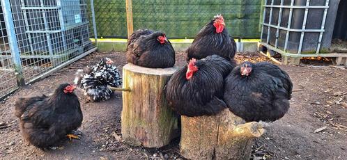 trio Cochin kriel zwart, Dieren en Toebehoren, Pluimvee, Kip