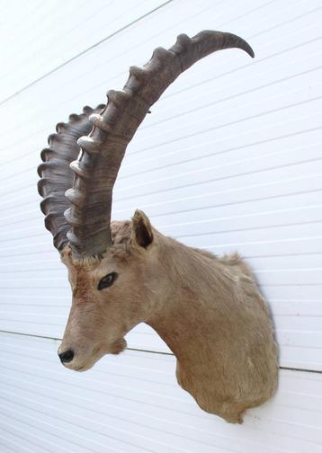 Opgezette kop ALPEN STEENBOK (Capra ibex) - ref. B beschikbaar voor biedingen
