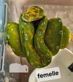 morelia viridis azurea biak juvénile 2023, Dieren en Toebehoren, Reptielen en Amfibieën
