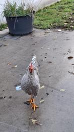 Gratis haan op te halen regio Berlare, Dieren en Toebehoren, Pluimvee