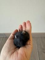 Russische dwerghamsters, Animaux & Accessoires, Rongeurs, Décembre