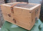 2 kleine reiskooien, Dieren en Toebehoren, Pluimvee