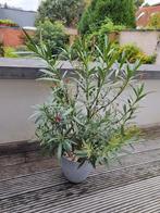 Oleanders - Nerium oleander, Ophalen