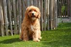 Prachtige Cavapoo pups, Dieren en Toebehoren, België, Overige rassen, CDV (hondenziekte), 8 tot 15 weken