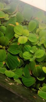 Watersla (Pistia stratiotes) Drijfplanten aquarium of vijver, Ophalen, Zo goed als nieuw