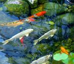 Grote vijver zoekt nog wat vissen, Dieren en Toebehoren, Karper of Koi